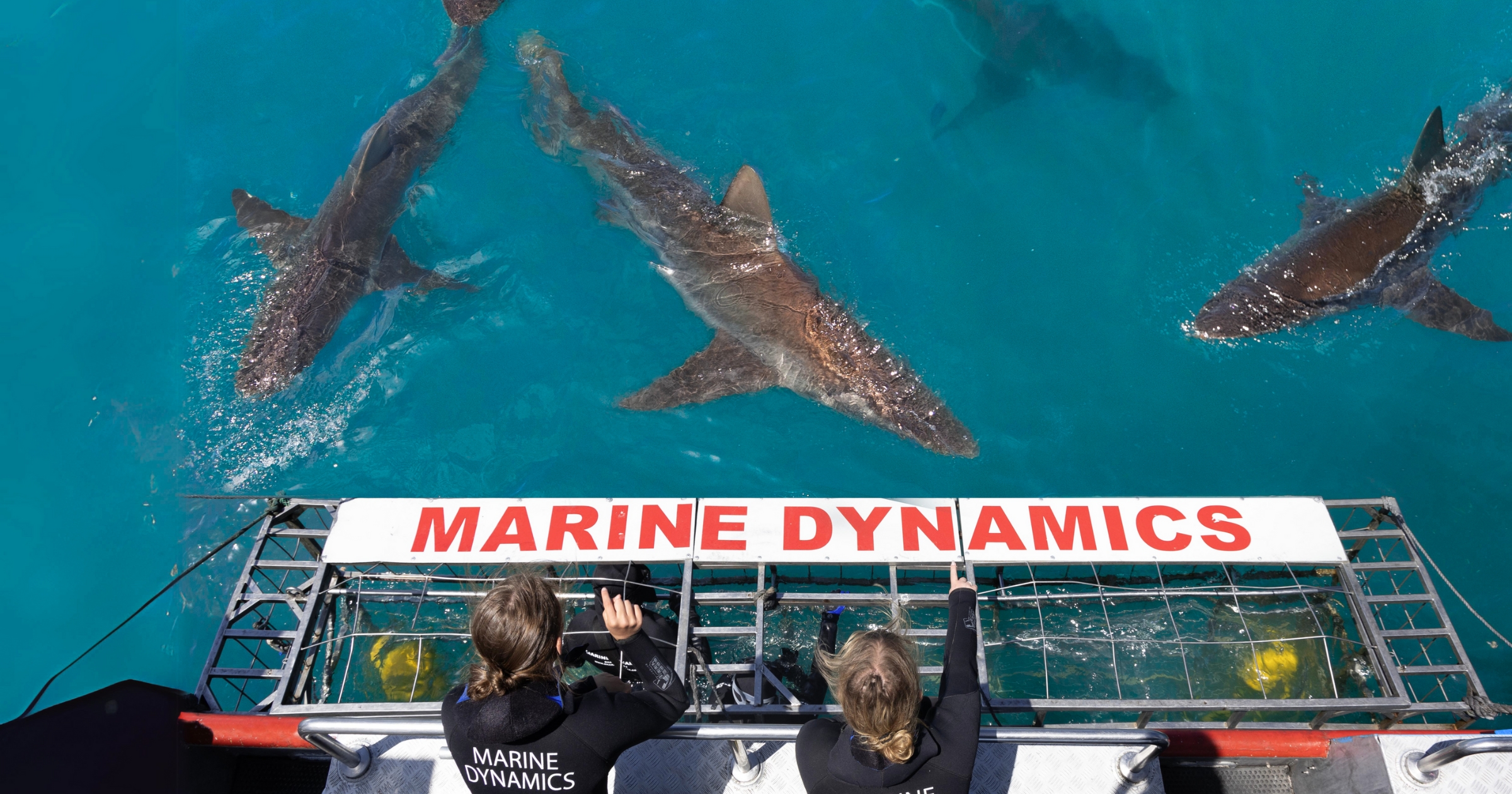 Marine Dynamics Shark Tours